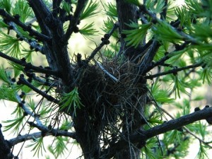 Bird's Nest In a Young Tamarack